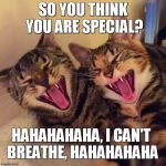 FOR THE EGOISTS AMONG US | SO YOU THINK YOU ARE SPECIAL? HAHAHAHAHA, I CAN'T BREATHE, HAHAHAHAHA | image tagged in cats smiling,ego,narcissism,political meme | made w/ Imgflip meme maker