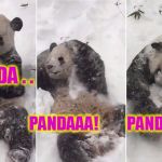 #BlizzardJonas2016 #WinterStormPanda #TianTianSnowmageddonPanda | PANDA . . PANDAAA!         PANDAAA!!!!! | image tagged in blizzardjonas2016 winterstormpanda tiantiansnowmageddonpanda | made w/ Imgflip meme maker