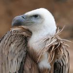 Greedy vulture