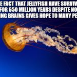 JELLYFISH!!!!!!!!!!!!!!!!!!!!!!!!! | THE FACT THAT JELLYFISH HAVE SURVIVED  FOR 650 MILLION YEARS DESPITE NOT HAVING BRAINS GIVES HOPE TO MANY PEOPLE | image tagged in jellyfish | made w/ Imgflip meme maker