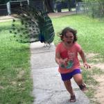 Peacock chasing kid meme