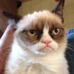 Bad Pun Grumpy Cat meme