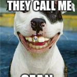 PIt Bull Smile | I CAN'T BELIEVE THEY CALL ME; SEAN | image tagged in pit bull smile | made w/ Imgflip meme maker