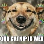 stoned dog | YOUR CATNIP IS WEAK | image tagged in stoned dog | made w/ Imgflip meme maker