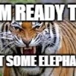 tiger!!!!! | I'M READY TO; EAT SOME ELEPHANT | image tagged in tiger | made w/ Imgflip meme maker