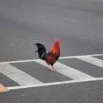 Chicken cross road meme