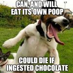 Cursed by nature | CAN, AND WILL EAT ITS OWN POOP; COULD DIE IF INGESTED CHOCOLATE | image tagged in angry dogs | made w/ Imgflip meme maker