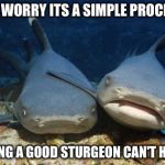 Nurse Sharks | DON'T WORRY ITS A SIMPLE PROCEDURE; NOTHING A GOOD STURGEON CAN'T HANDLE | image tagged in nurse sharks | made w/ Imgflip meme maker