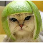 Romelon Cat disapproves