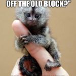 Little Monkey Wretch Nutz | IM NOT A "CHIP OFF THE OLD BLOCK?"; IM A CHIPMUNKY! | image tagged in tiny monkey | made w/ Imgflip meme maker
