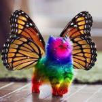 Rainbow Unicorn Butterfly Kitty