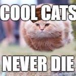 GET OVER HERE | COOL CATS; NEVER DIE | image tagged in get over here,scumbag | made w/ Imgflip meme maker