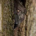 shy wolf