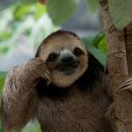 Thinking Sloth