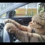 Cat Driver