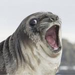 Shocked Seal