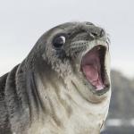 surprise butt sex seal