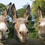 3 donkeys