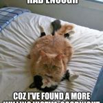 funny cats | I HOPE YOU'VE HAD ENOUGH COZ I'VE FOUND A MORE WILLING VICTIM.
GOODNIGHT, & MUCH LOVE TO YA... | image tagged in funny cats | made w/ Imgflip meme maker