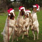 Goats of Christmas Past meme