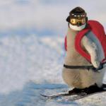 Skiing Penguin meme