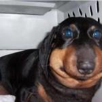 Weiner Dog