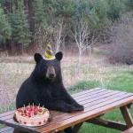 party bear