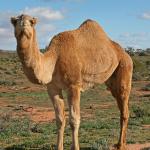 camel