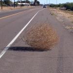 Tumbleweed