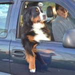 dog in car