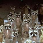 Raccoons