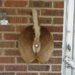 Redneck Doorbell meme
