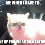 waking up for wotk | ME WHEN I HAVE TO WAKE UP FOR WORK ON A SATURDAY | image tagged in cats,wokr,funny memes | made w/ Imgflip meme maker