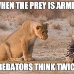The same rule applies to guns. Prison surveys consistently show that criminals fear armed victims more than police or silly laws | WHEN THE PREY IS ARMED; PREDATORS THINK TWICE! | image tagged in lion and porcupine,guns,gun control,politics | made w/ Imgflip meme maker