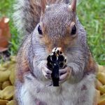 Squirrel gun | UPVOTE; OR DIE | image tagged in memes,squirrel,squirrel gun | made w/ Imgflip meme maker
