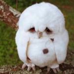 Sad baby owl