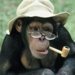 hat glasses chimp