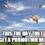 Flying pigs  | THIS THE DAY THAT I GET A PROMOTION HERE | image tagged in flying pigs | made w/ Imgflip meme maker