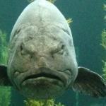 Grumpy Fish