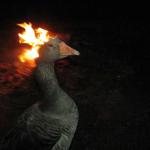 duck on fire