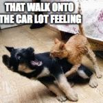 Cat Dog Fight | THAT WALK ONTO THE CAR LOT FEELING | image tagged in cat dog fight | made w/ Imgflip meme maker