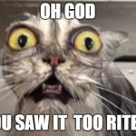 Crazy Cat | OH GOD; YOU SAW IT  TOO RITE?! | image tagged in crazy cat | made w/ Imgflip meme maker