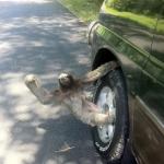 tire-sloth
