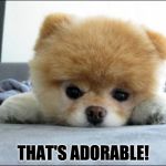 Adorable | THAT'S ADORABLE! | image tagged in adorable | made w/ Imgflip meme maker