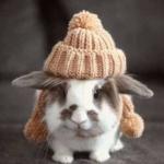 cold bunny
