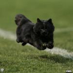 Rugby Cat