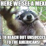 Fence Raccoon | AND HERE WE SEE A MEXICAN; TRYING TO REACH OUT UNSUCCESSFULLY TO THE AMERICANS! | image tagged in fence raccoon | made w/ Imgflip meme maker