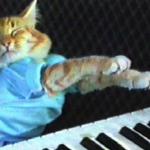 Piano cat meme