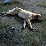 Exhausted Dog