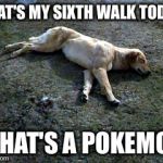 Exhausted Dog | THAT'S MY SIXTH WALK TODAY; WHAT'S A POKEMON | image tagged in exhausted dog | made w/ Imgflip meme maker